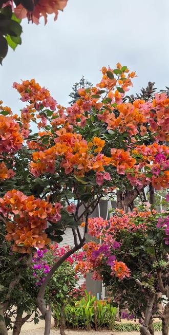 紫陌园里拍花忙。