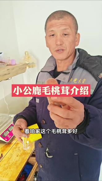 梅花鹿第一次长鹿茸 毛桃茸是小公鹿第一次长得鹿茸,营养价值很好,可以切成片煮水喝,煲汤炖菜,滋补顶呱呱#鹿茸#毛桃茸#小鹿幼崽#滋补养生#食补泡酒