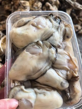 新鲜的生蚝肉活动了