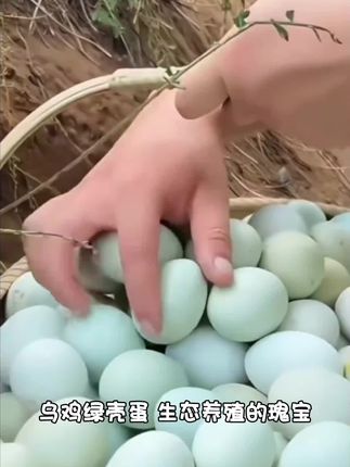 【助农】纯绿壳乌鸡蛋土鸡蛋正宗原产地新鲜发货整箱批发生鲜新鲜