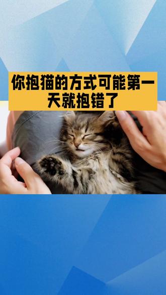 你第一天抱猫方式就错了