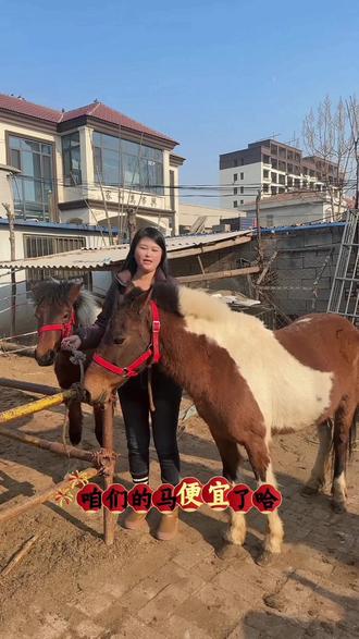 骑乘德保矮马多少钱一匹#矮马价格#旅游景区矮马用马#河南哪里有矮马养殖场吗