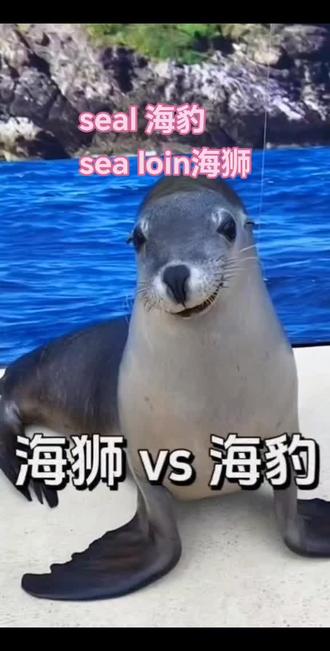 海狮:英文是“sea lion” ,读音:英 /ˈsiː laɪən/;美 /ˈsiː laɪən/ 。海狮体型较为修长,有明显的小耳朵,前肢鳍状肢较长且有力,能够支撑身体在陆地上行走一段距离,并且在陆地上移动时较为灵活,通常喜欢集群活动,叫声比较响亮。
海豹:英文是“seal” ,读音:英 /siːl/;美 /siːl/ 。海豹身体较为圆润,没有外耳廓,只有小的耳孔,前肢鳍状肢相对较短,在陆地上移动较为笨拙,多是蠕动前行 。
绘本里好喜欢用seal呢。看绘本让我终于分清楚了海狮和海豹。一直以来,以为是同一个动物。你们是不是和我一样?#海狮和海豹的区别 #绘本里的动物 #英语