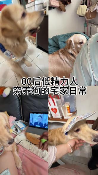第40集|酸奶大战娜塔莎之520特辑#这个世界不能没有小狗 #萌宠出道计划 #金毛 #不养狗不知道养狗的乐趣 #线上撸狗