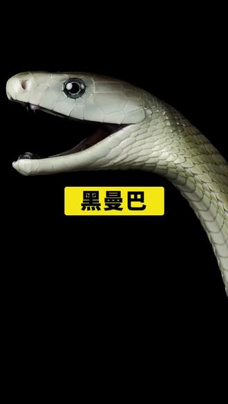 黑曼巴致命的毒蛇#大头爱科普 #科普一下 #科普知识 #涨知识