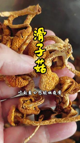 滑子菇 炒菜煲汤都好吃#一般人不告诉他 #美食技巧 #生活常识分享一下,好食材出好味 #滑子菇 #好吃