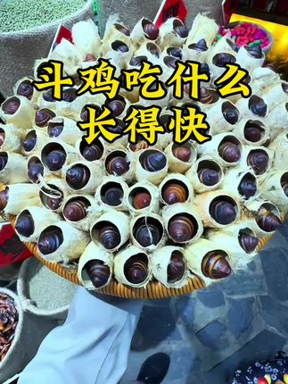 #斗鸡吃什么长得快 #斗鸡僵鸡 #三农 #斗鸡养殖 #抖音助手