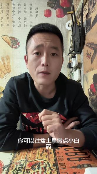 鼠妇解决很简单,但需要注意你的养护环境#养花小知识 #仙人球养护 #养花匠 #养花技巧 #爱生活爱养花