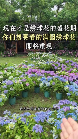 发了一段时间的绣球花视频,其实现在才是真正的到了绣球花期,我们要大规模上新啦!同时百合也要开了,你们的花开得怎么样了?#禾润花园农场#绣球花#公司团建 #等你来邂逅一场绣球花海 #打造自己的花园