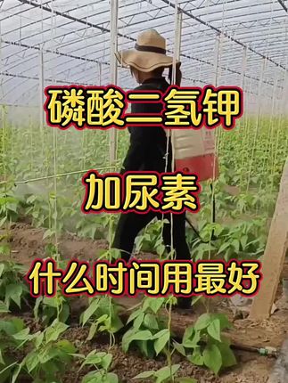 磷酸二氢钾加尿素什么时候使用效果好#磷酸二氢钾#农业种植#蔬菜种植