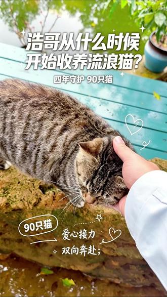 我们没有惊天动地的初衷,只想给每一只流浪猫一个不再漂泊的家。这里不止是庇护所,更是人与猫咪相伴的治愈角落,愿以点滴陪伴,给毛孩子们温暖余生,也让每一位来访的人,感受生命间纯粹的美好与善意。#福州流浪猫救助 #愿每个生命都被温柔以待 #世界有爱才会温暖 #流浪猫庇护所 #望江园喵喵花园