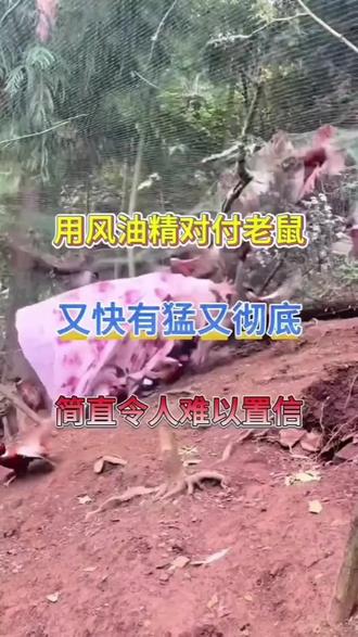 #灭四害#灭鼠一窝端 #灭老鼠的方法