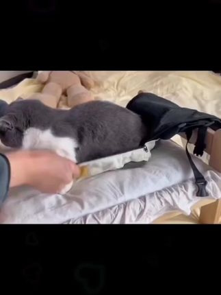 #宠物包