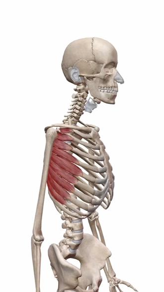 有力的前锯肌不仅能让体态更好,还可以让肩胛骨贴合胸廓~上肢训练热身必加项目
#前锯肌 #翼状肩胛 #健身教学 #见人不如健身