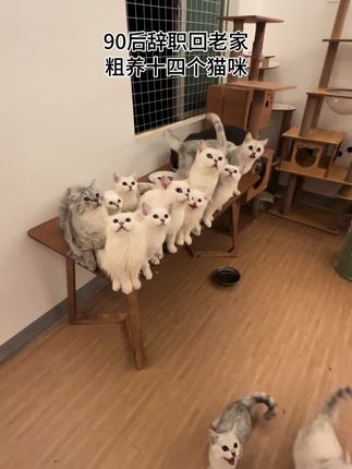 养十四个猫咪是种怎样的体验,这个猫饭包真的不够她们吃, 配个餐都不能让我好好配!#萌宠 #萌宠出道计划 #宠物vlog #嘻夕林元气能量包