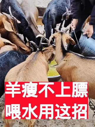 牛羊瘦不上膘,喂水用这招 #牛羊驱虫 #农村养羊 #养羊人 #牛羊养殖