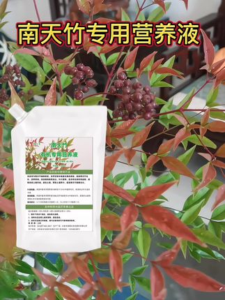 南天竹叶子发皱卷曲,发黄,这样解决#南天竹专用营养液 #南天竹四季不落叶 #南天竹