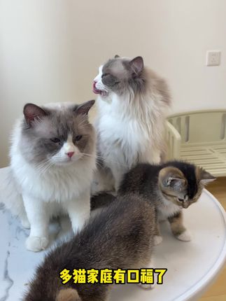 选猫粮还是要看老妈的,轻轻松松搞定小猫咪#麦富迪