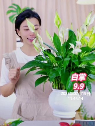 新款5-6朵花自动吸水白掌绿植物办公室内小盆栽一帆风顺带花苞#盆栽绿植 #好养的绿植 #白掌又叫一帆风顺 #白掌 #盆栽果树