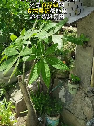 天啦!立白抢疯啦!19.9到手两大瓶洗洁精,一瓶足足两斤重,还是食品级的,食物和果蔬都能用,趁现在还有货,姐妹们赶紧囤!#好物推荐🔥 #上热搜