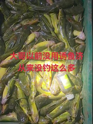 天时地利人和加上诱鱼济黄辣丁一路狂拉#钓鱼的乐趣只有钓鱼人懂 #黄辣丁窝料 #诱鱼济 #黄辣丁钓法 #黄辣丁的家常做法