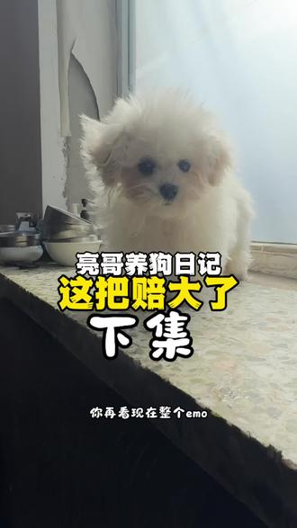 比熊纯手剪毛这个领域,你亮哥也算有一席之地了!有需要做照型可考虑下我 #养狗经验分享 #养狗 #最可爱的狗子 #宠物狗 #真实分享