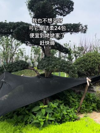 #洁柔#洁柔纸巾 #手帕纸推荐 #超便宜超划算