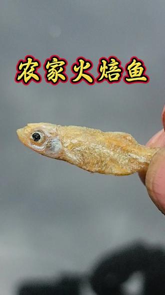 乡里火焙鱼,麦穗鱼,你们那管它叫什么?#家乡特产 #美食 #我的乡村生活 #三农
