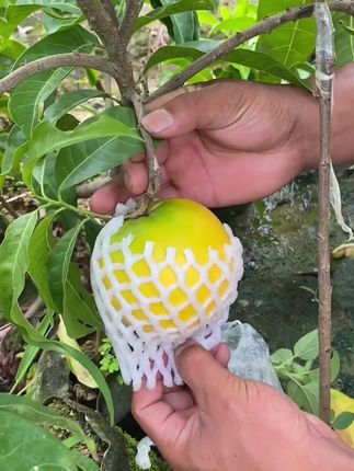 黄金果,堪称水果界的贵族,金灿灿的外皮包裹着晶莹剔透的果肉,口感像即像燕窝一样丝滑,又像果冻一样Q弹,纯甜无酸, 口下去满满的胶原蛋白,吃完嘴唇黏黏的,满满的胶质!即营养又好吃!#水果#黄晶果