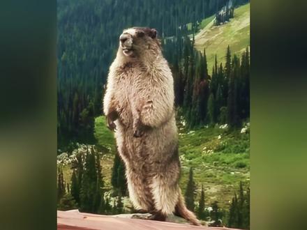 敲壳不规范,獭獭两行泪#伊莫#动物世界#一代人有一代人的动物世界#神奇动物在哪里#伊莫的好我知道