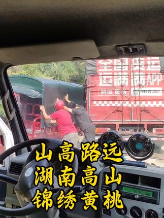黄桃出山的路,山高路远,每年的黄桃只卖10来天,今年已进入倒计时,果农和我们都在跟时间赛跑,每天天刚亮就要去果园现采现发,只为你们收到的桃子都更新鲜……