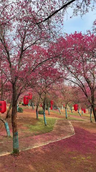 过年就来郴州桂阳樱花园赏花,拍照打卡自带滤镜那种#过年拍美照 #桂阳樱花园 #桂阳樱花园网红地打卡 #赏花#桂阳@DOU+小助手