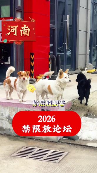 河南今年能放炮吗?#狗 #专家 #民间实拍