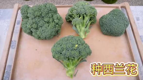 吧西兰花埋进土里会发生什么?从播种到结果全过程#种植 #种植小技巧 #西兰花 #三农