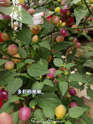 听说七彩辣椒能带来好运,不知道是真的还是假的,不过味道真的很棒!#七彩辣椒#幸运使者#