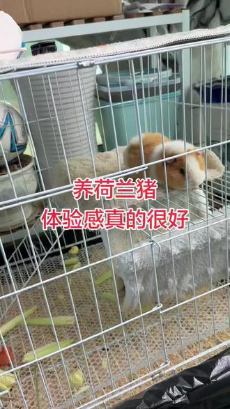 安利大家养一只荷兰猪吧,体验感真的很棒#萌宠奇奇怪怪行为 #宠物 #荷兰猪 #荷兰猪日常 #豚鼠