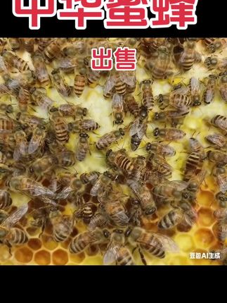 中华蜜蜂阿坝蜂子种蜂王土蜂王野蜂蜜蜂出售