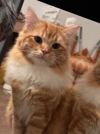 好有爱好喜欢,与猫咪相拥合照ai指令 教程来啦!#豆包p图指令宠物合照指令 ai生成自己和宠物的合照#和宠物合 合照教程来啦!和自家萌宠合照!#豆包P图指令#和宠物合照#豆包ai