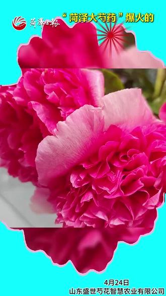@曹县融媒#曹县 #“菏泽大芍药”爆火的独特优势 #芍药 #鲜切花 #鲜花 #来菏泽打卡