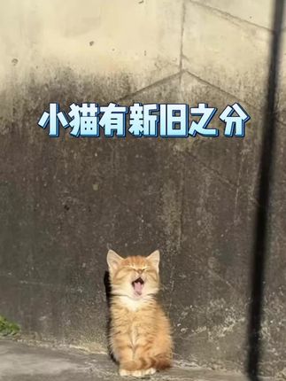 原来小猫也有新旧之分 #小猫 #猫咪 #万万没想到#娱乐评论大赏