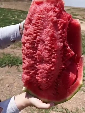 #西瓜 石头地里的西瓜,也叫石缝瓜,是瓜农们在干旱少雨的地里一颗一颗种下去成长起来的,个头大,脆甜多汁#石缝瓜#石头瓜#新鲜应季水果