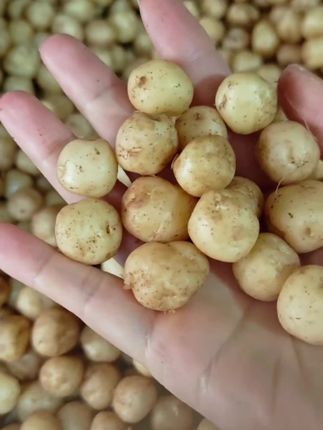 网红恩施小土豆现挖现发,老人小孩都爱吃~#美食 #土豆 #恩施小土豆 #快来一起尝个鲜 #舌尖上的美食