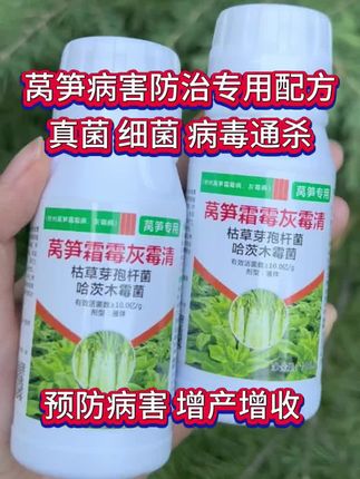 #莴笋种植#农业种植