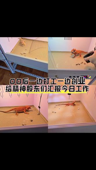 答应各位粉丝的新系列爬宠视频会一一兑现,马上开春了各位想看什么宠物告诉我我去养,然后拍视频给大家看 #宠物成长记录 #爬宠 #异宠 #鬃狮蜥 #鬃狮蜥日常