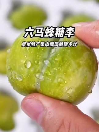 正宗六马蜂糖李,贵州镇宁核心产区下果啦,纯甜无酸像蜂蜜一样甜,没吃过的一定要尝一尝 #蜂糖李 #李子熟了