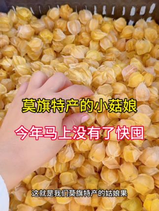 莫旗特产的小菇娘今年马上要没有了,想吃的快囤,左下方链接拍 #菇娘果#产地直发#现摘现发#小菇娘