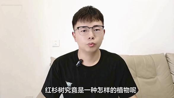 红杉树究竟是一种怎样的植物呢?你知道吗?