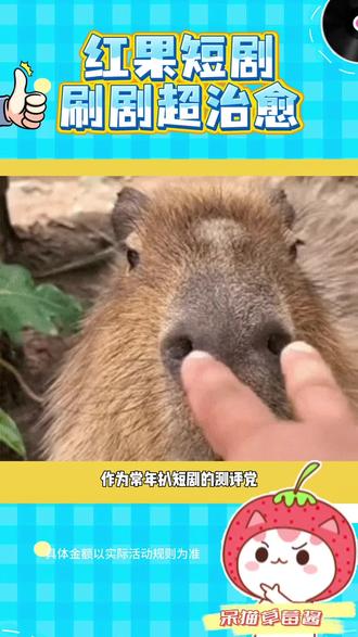 红果短剧 刷剧超治愈 #红果短剧 #追剧 #追剧神器 #娱乐 #短剧来了