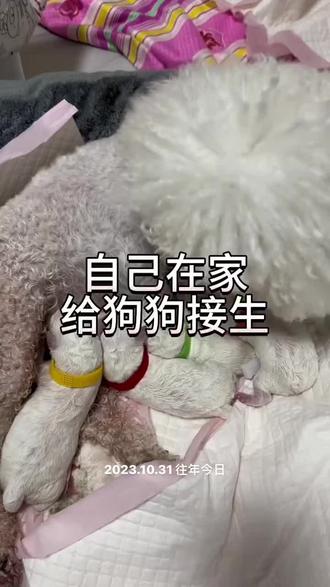 自己在家给狗狗接生#比熊#狗狗#养狗经验分享