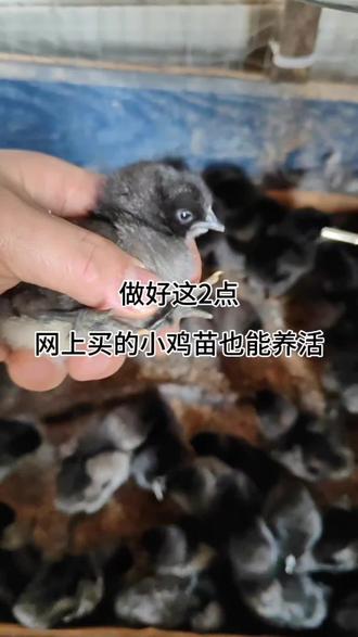 谁说买的鸡苗不好养?做好这2点,网够的小鸡苗也能养活#养鸡 #养鸡小妙招 #养鸡技术 #农村原创视频 #三农